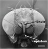 Leptometopa latipes, female, head
